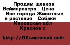 Продам щенков Веймаранера › Цена ­ 30 - Все города Животные и растения » Собаки   . Кировская обл.,Красное с.